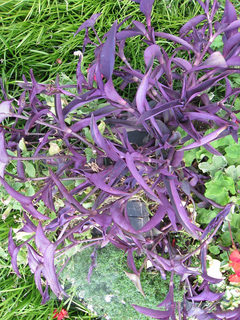 Michigans West Coast 2009 2087.jpg - Labor Day 2009. A trip along Michigans west coast to see beachs, art and buffets.